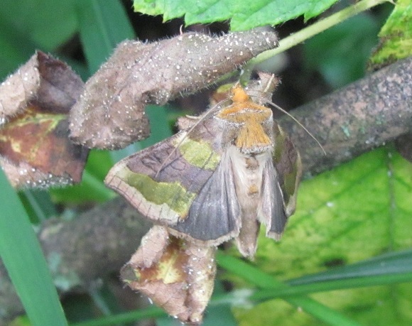 Diachrysia chrysitis (Noctuidae)